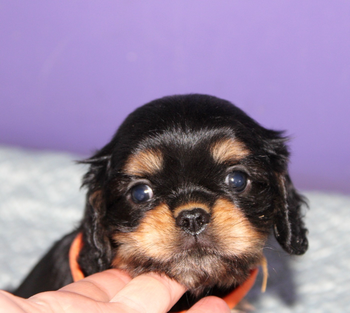 Du Castel Des Petits Coeurs - Chiots disponibles - Cavalier King Charles Spaniel