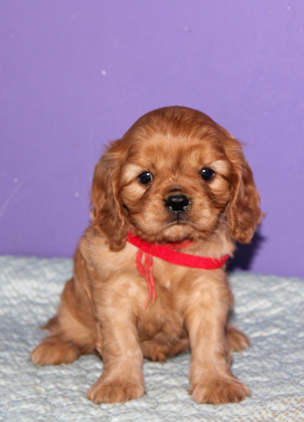 Du Castel Des Petits Coeurs - Chiots disponibles - Cavalier King Charles Spaniel