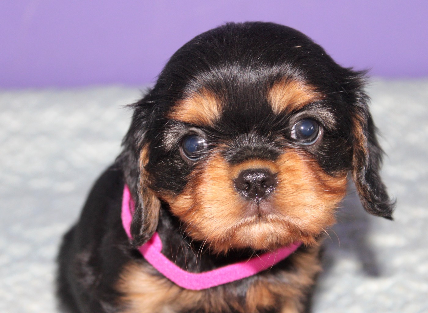 Du Castel Des Petits Coeurs - Chiots disponibles - Cavalier King Charles Spaniel