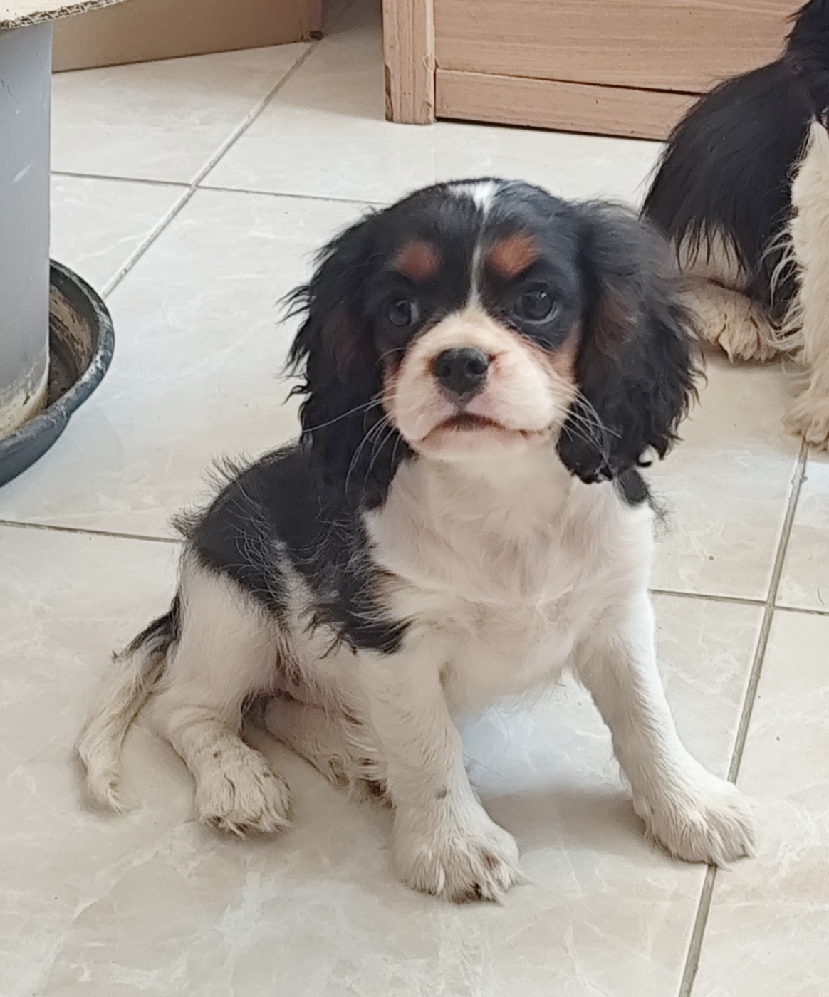 Du Castel Des Petits Coeurs - Chiots disponibles - Cavalier King Charles Spaniel