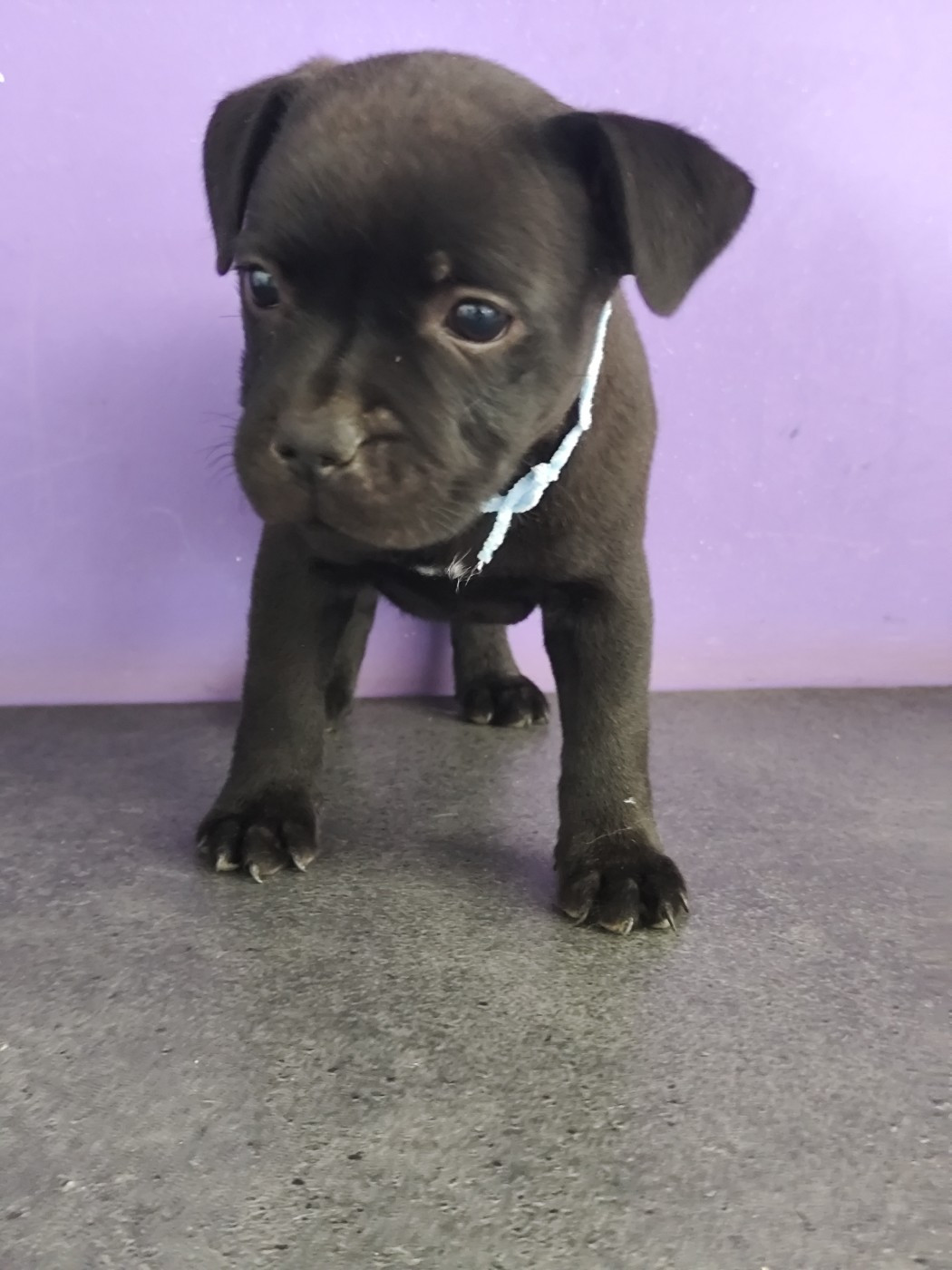 Du Castel Des Petits Coeurs - Staffordshire Bull Terrier - Portée née le 12/06/2026