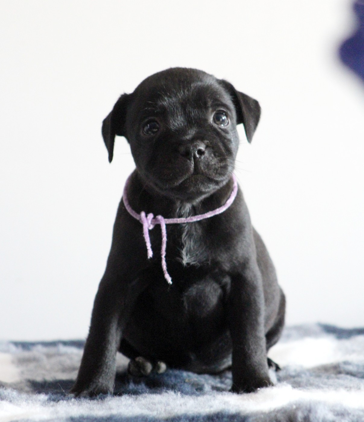 Du Castel Des Petits Coeurs - Chiots disponibles - Staffordshire Bull Terrier
