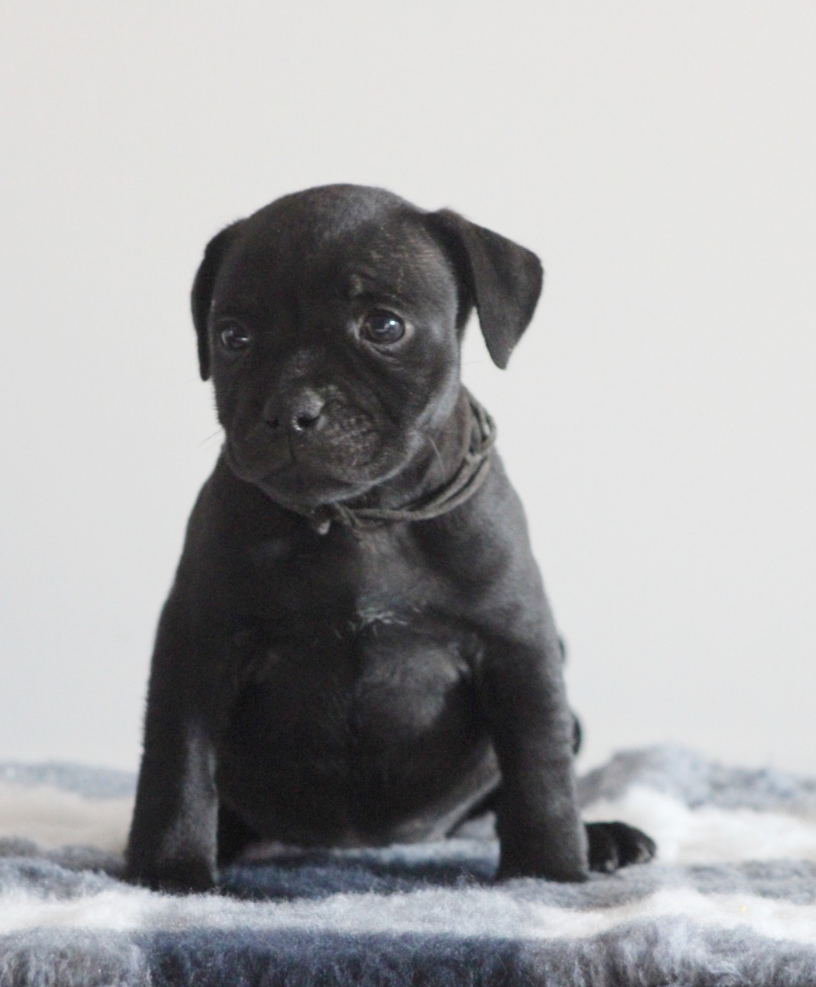 Du Castel Des Petits Coeurs - Chiots disponibles - Staffordshire Bull Terrier