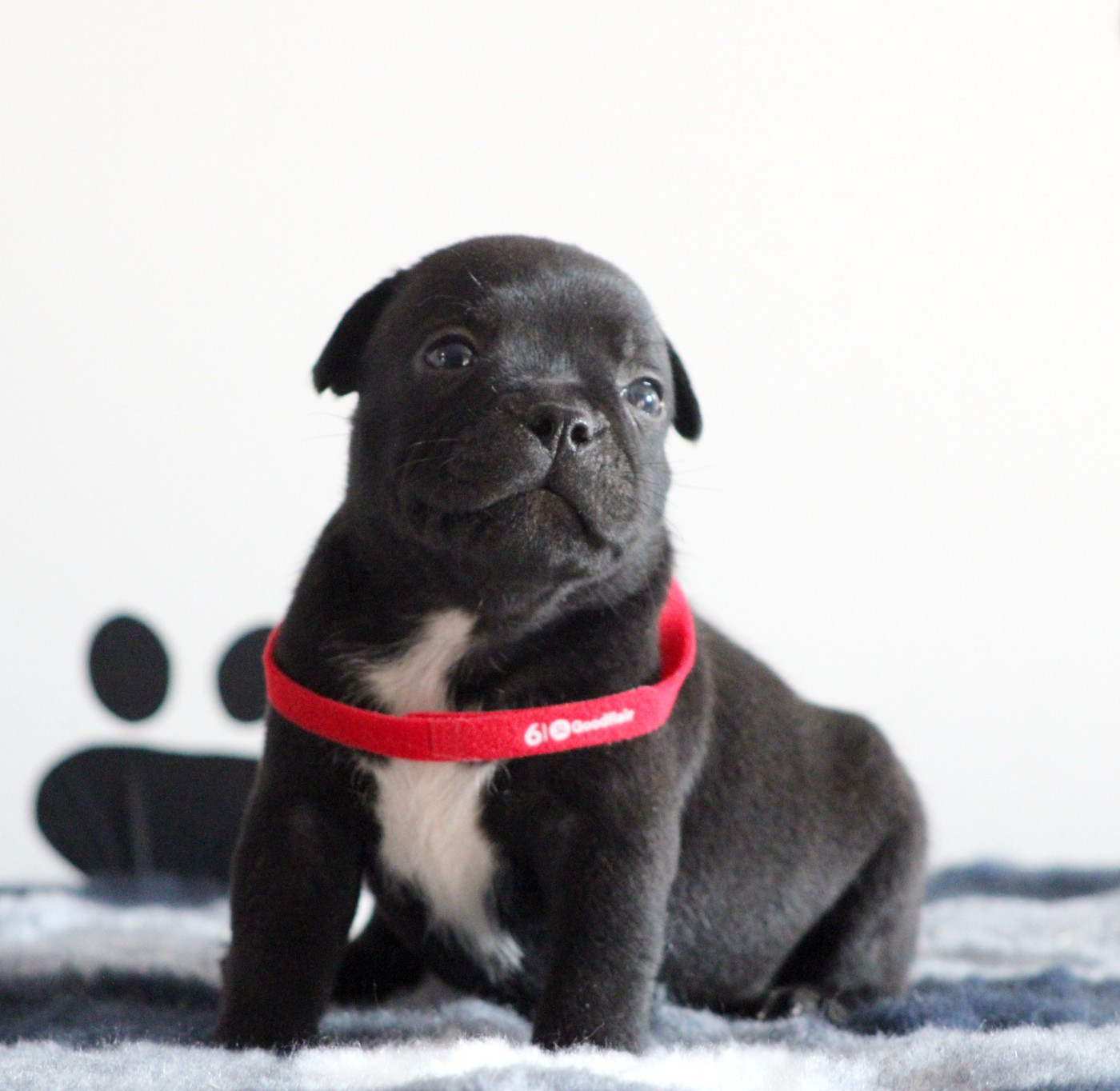 Du Castel Des Petits Coeurs - Chiots disponibles - Staffordshire Bull Terrier