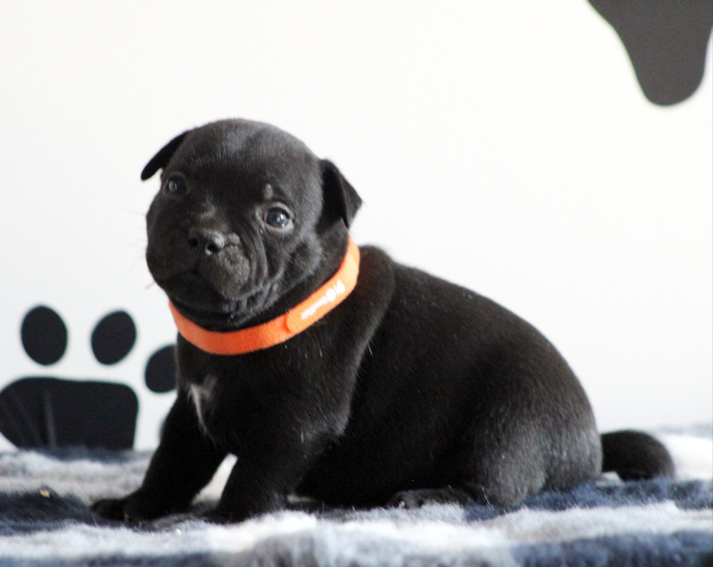 Du Castel Des Petits Coeurs - Chiots disponibles - Staffordshire Bull Terrier