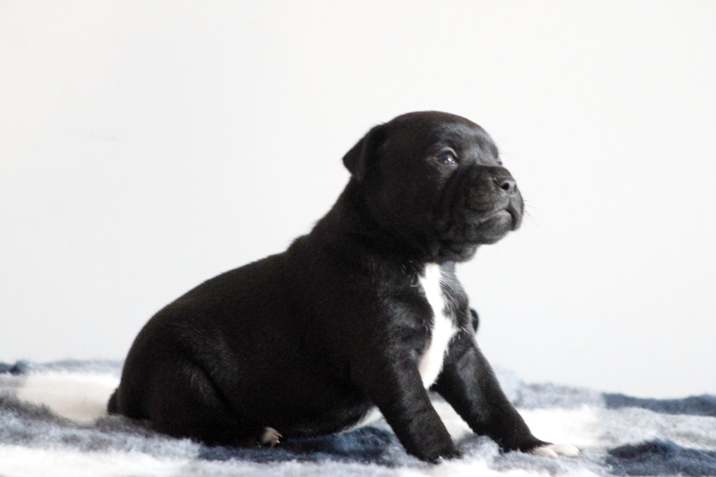 Du Castel Des Petits Coeurs - Chiots disponibles - Staffordshire Bull Terrier