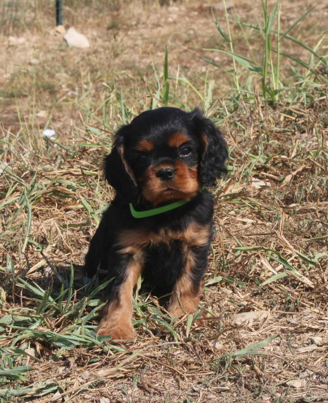 Du Castel Des Petits Coeurs - Chiots disponibles - Cavalier King Charles Spaniel