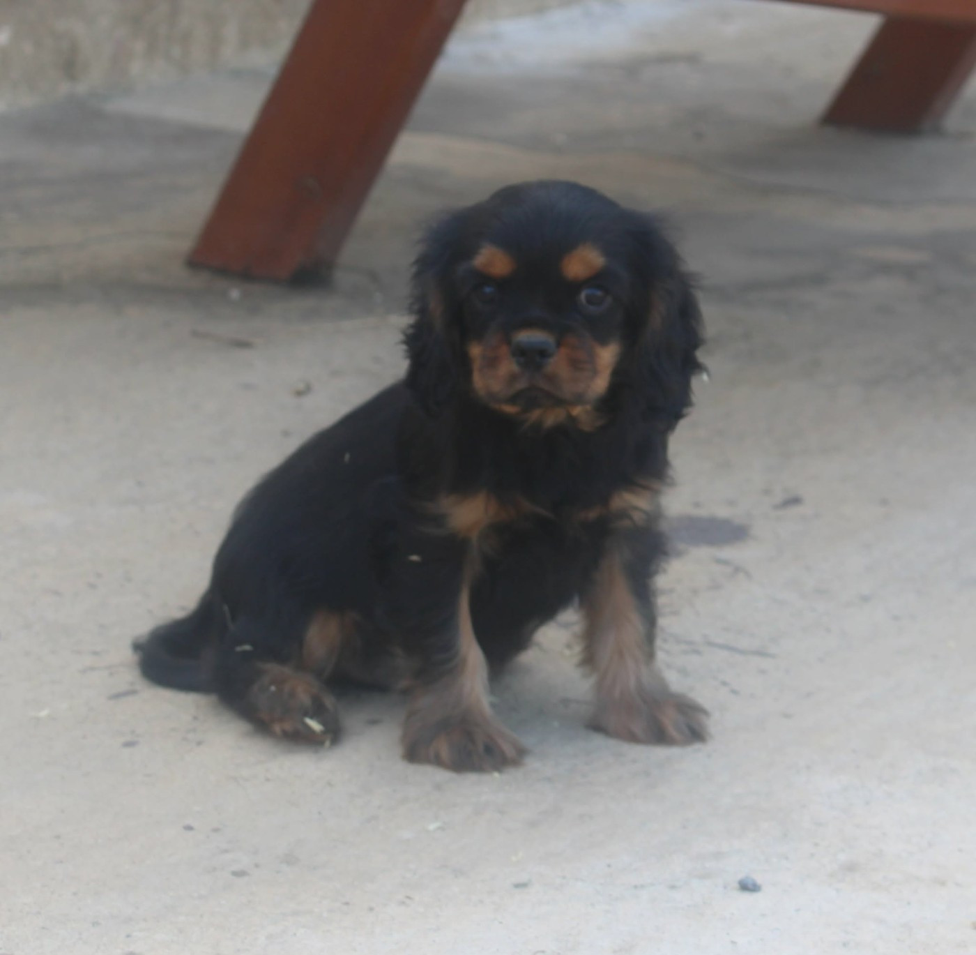 Du Castel Des Petits Coeurs - Chiots disponibles - Cavalier King Charles Spaniel