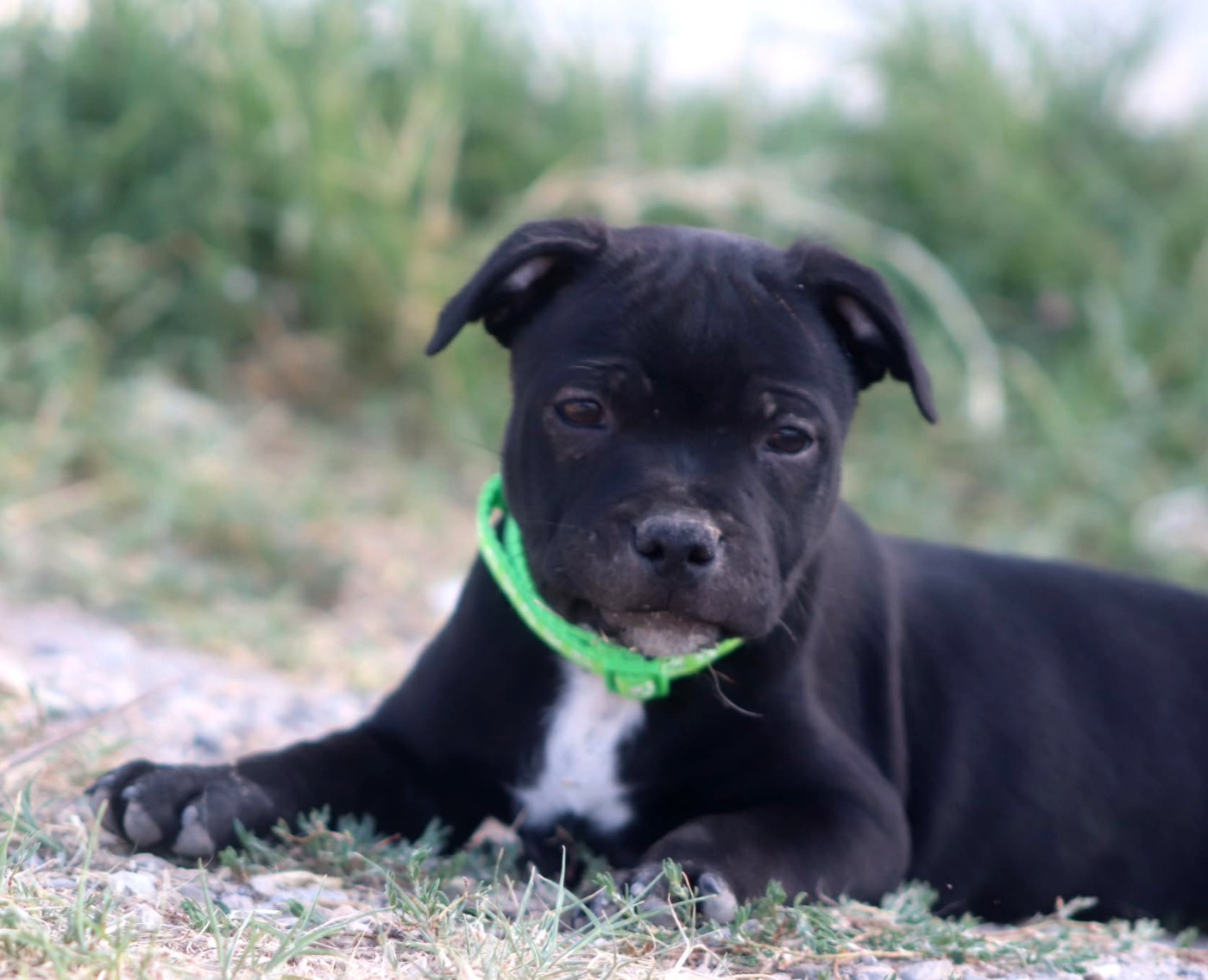 Du Castel Des Petits Coeurs - Chiots disponibles - Staffordshire Bull Terrier