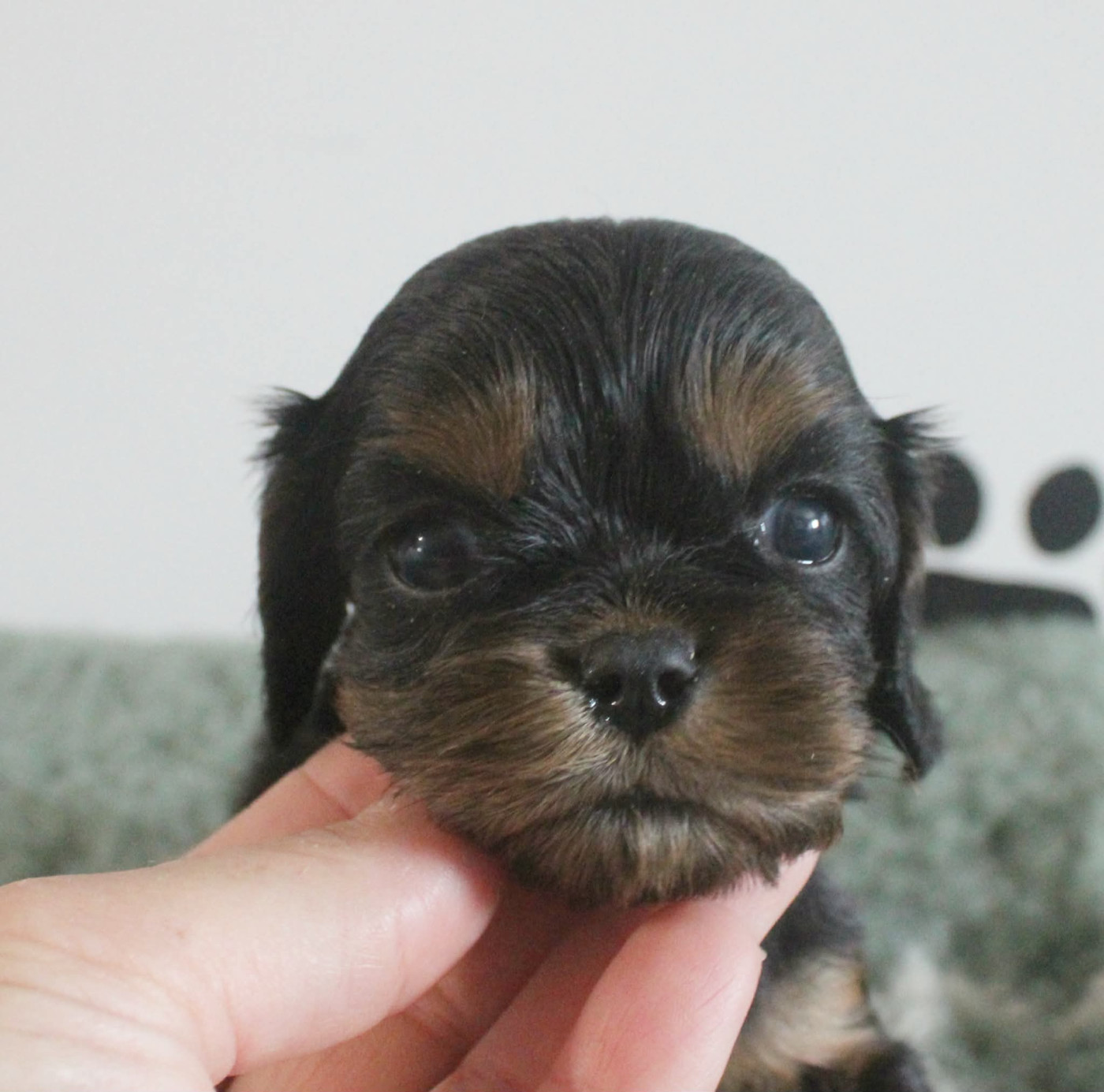 Du Castel Des Petits Coeurs - Chiots disponibles - Cavalier King Charles Spaniel