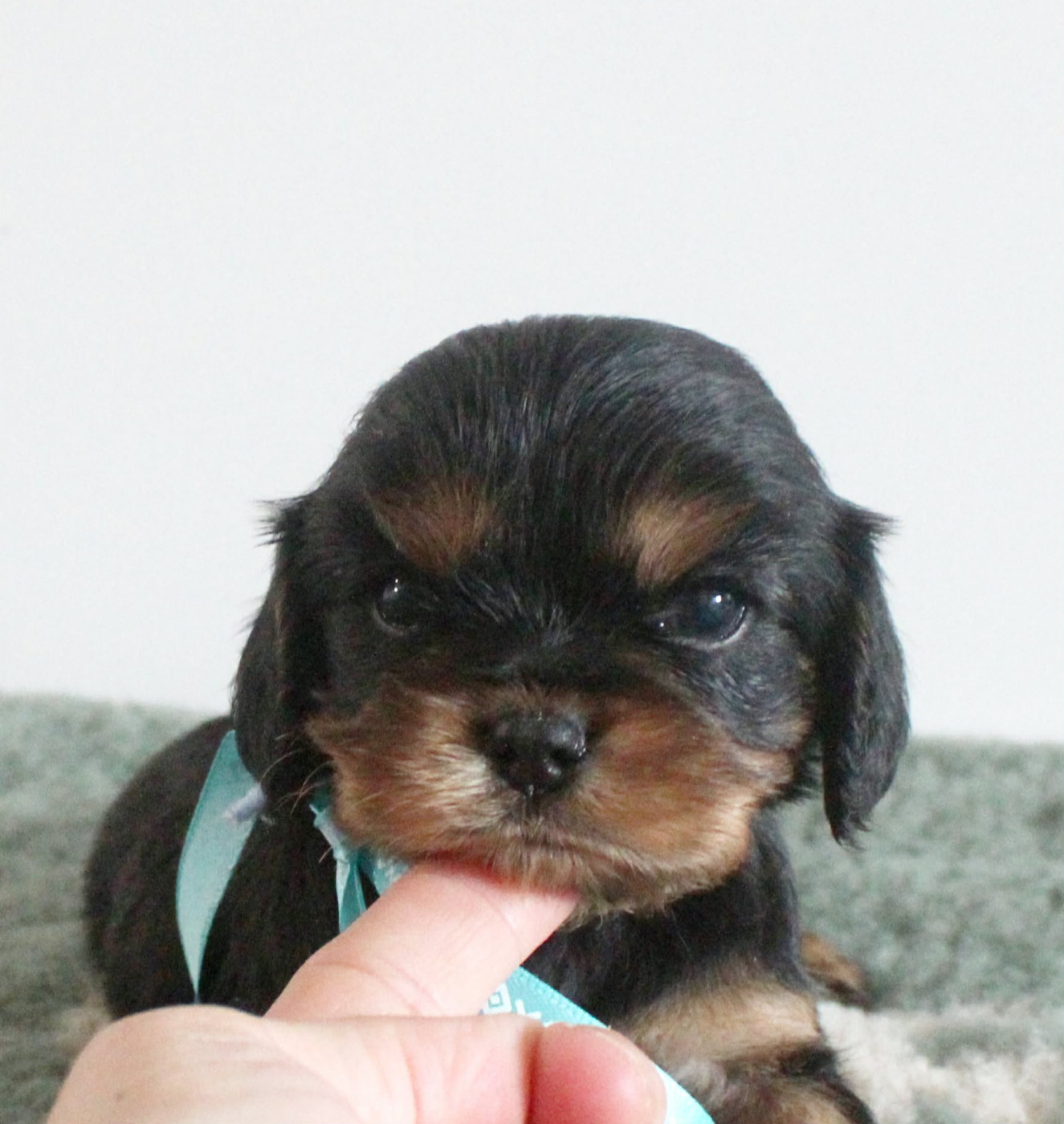 Du Castel Des Petits Coeurs - Chiots disponibles - Cavalier King Charles Spaniel