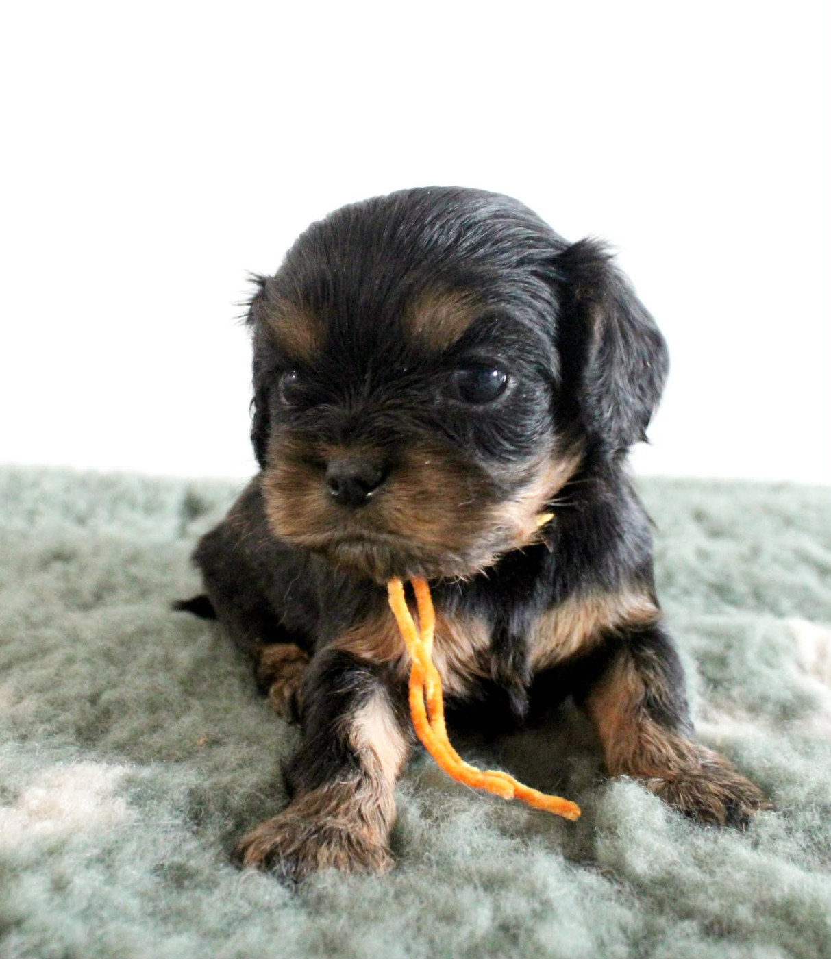 Du Castel Des Petits Coeurs - Chiots disponibles - Cavalier King Charles Spaniel