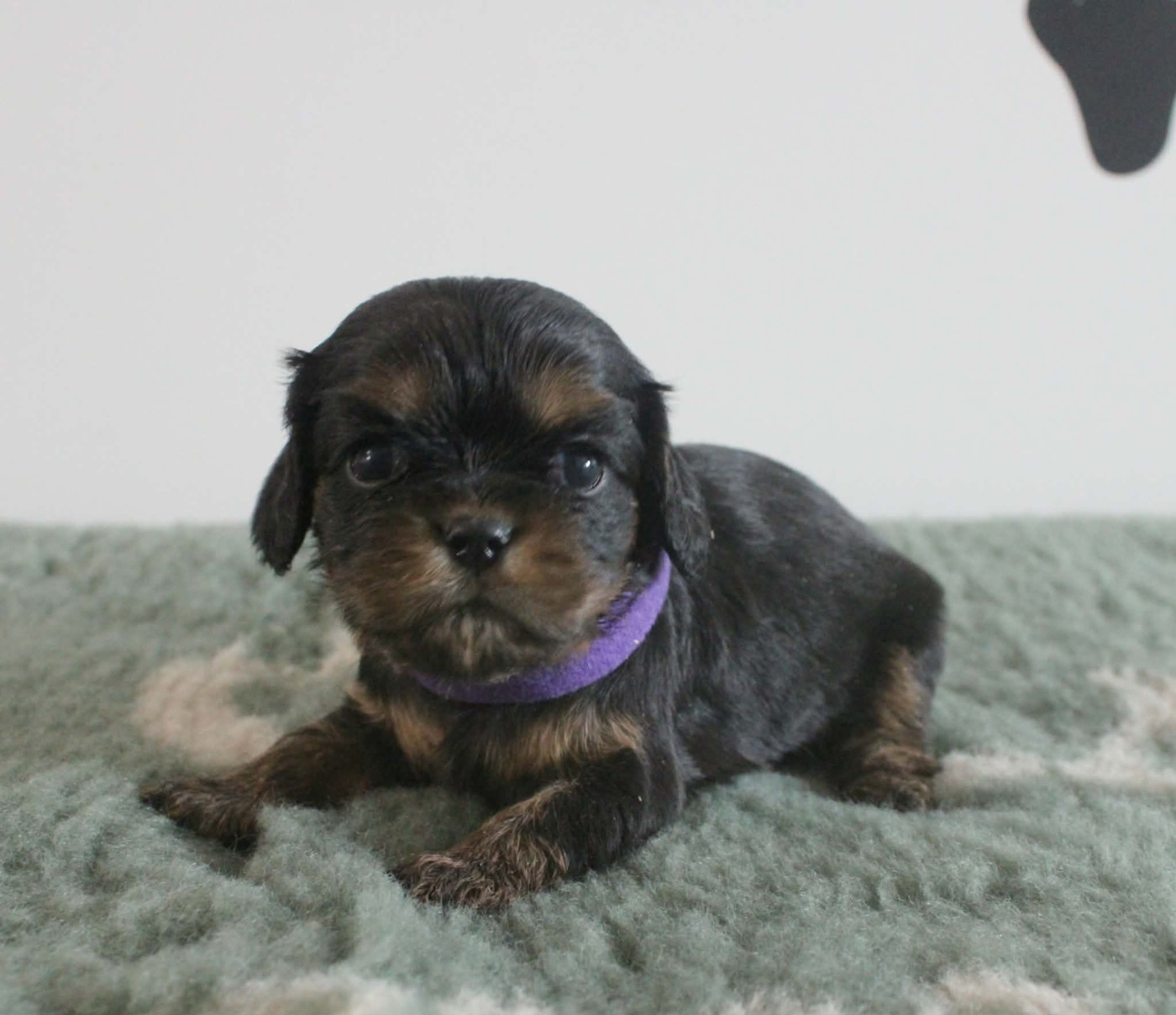 Du Castel Des Petits Coeurs - Chiots disponibles - Cavalier King Charles Spaniel
