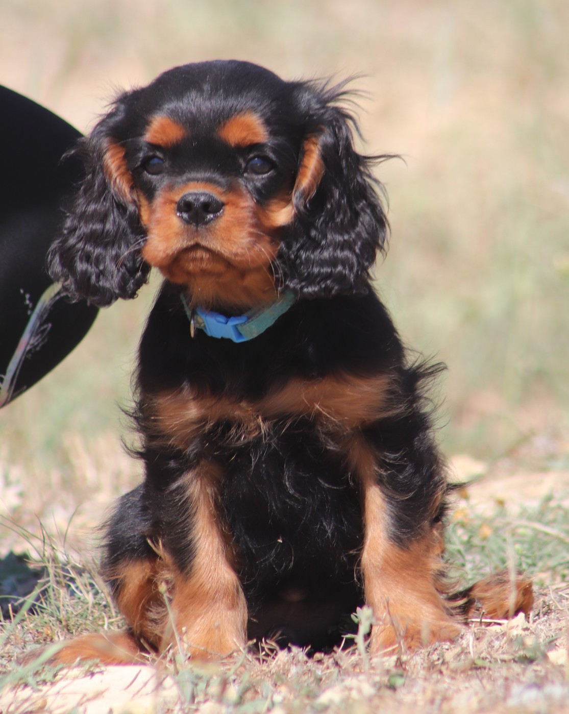 Du Castel Des Petits Coeurs - Chiots disponibles - Cavalier King Charles Spaniel