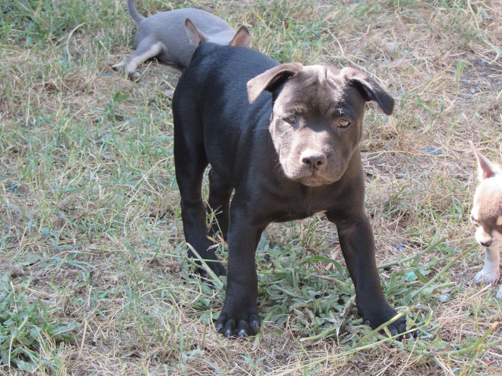 Du Castel Des Petits Coeurs - Staffordshire Bull Terrier - Portée née le 11/05/2018