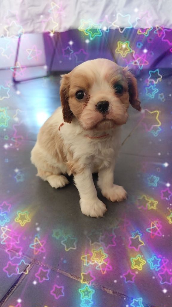 Du Castel Des Petits Coeurs - Chiots disponibles - Cavalier King Charles Spaniel