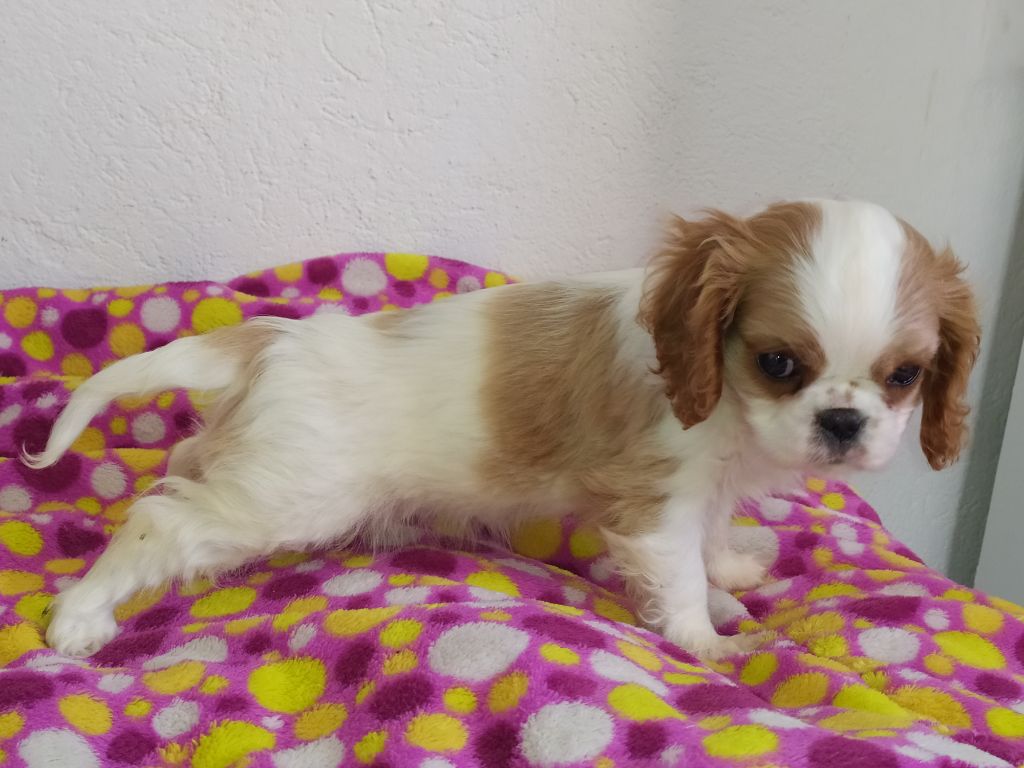 Du Castel Des Petits Coeurs - Cavalier King Charles Spaniel - Portée née le 11/09/2019