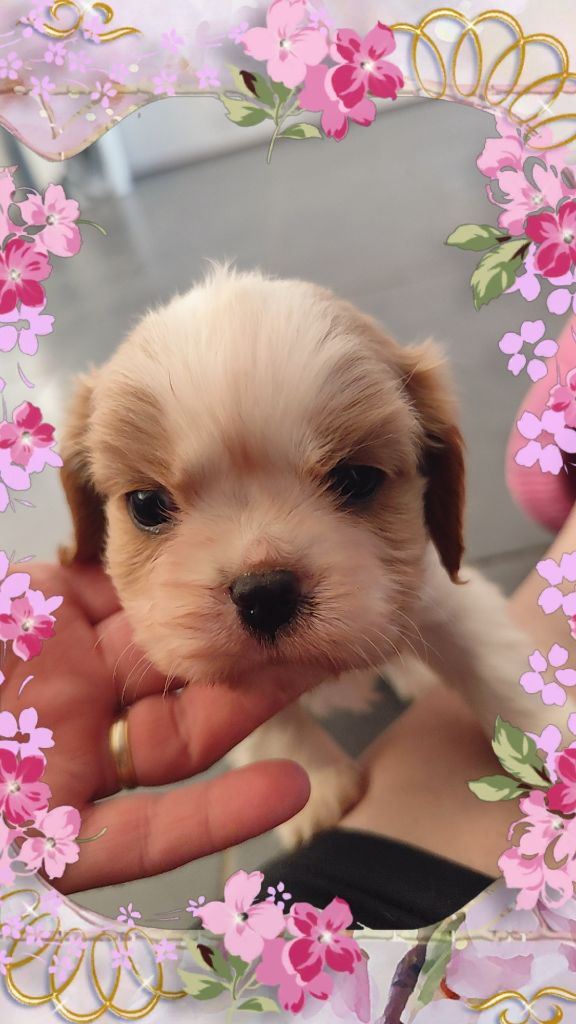 Du Castel Des Petits Coeurs - Chiots disponibles - Cavalier King Charles Spaniel