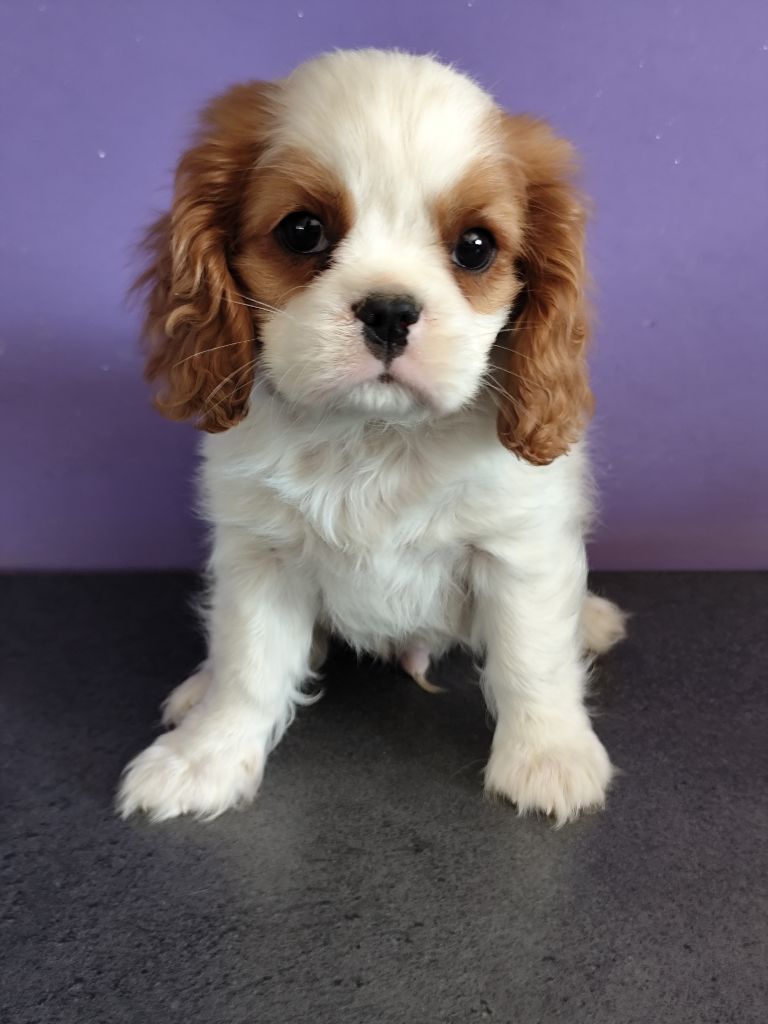 Du Castel Des Petits Coeurs - Chiots disponibles - Cavalier King Charles Spaniel