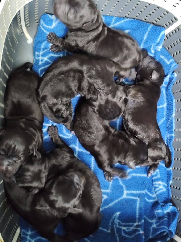 Chiot Staffordshire Bull Terrier Du Castel Des Petits Coeurs