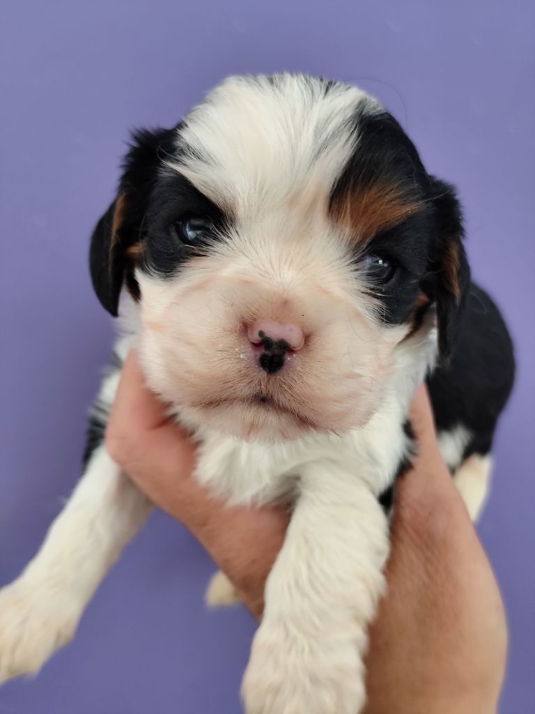 Du Castel Des Petits Coeurs - Chiots disponibles - Cavalier King Charles Spaniel