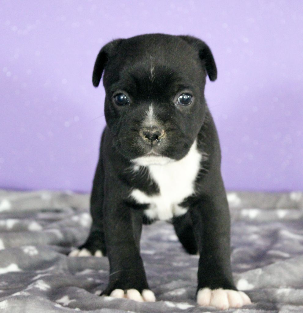 Du Castel Des Petits Coeurs - Chiots disponibles - Staffordshire Bull Terrier