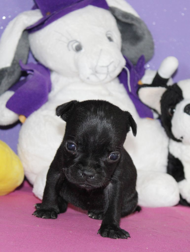 Du Castel Des Petits Coeurs - Chiots disponibles - Staffordshire Bull Terrier