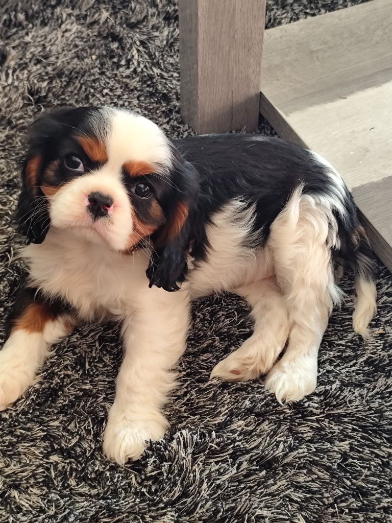 Du Castel Des Petits Coeurs - Chiots disponibles - Cavalier King Charles Spaniel