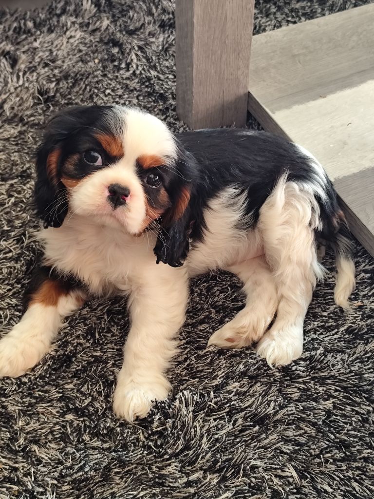 Du Castel Des Petits Coeurs - Chiots disponibles - Cavalier King Charles Spaniel