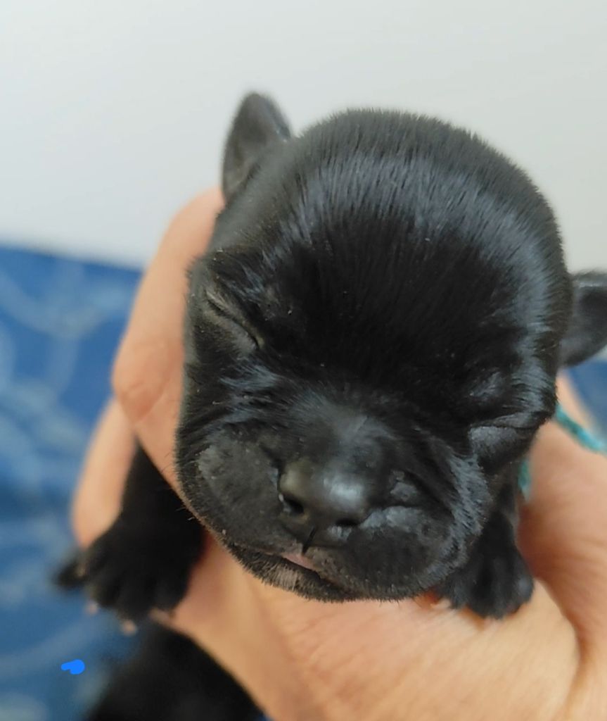 Du Castel Des Petits Coeurs - Chiots disponibles - Staffordshire Bull Terrier