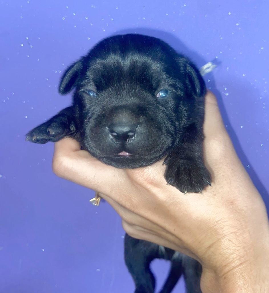 Du Castel Des Petits Coeurs - Chiots disponibles - Staffordshire Bull Terrier