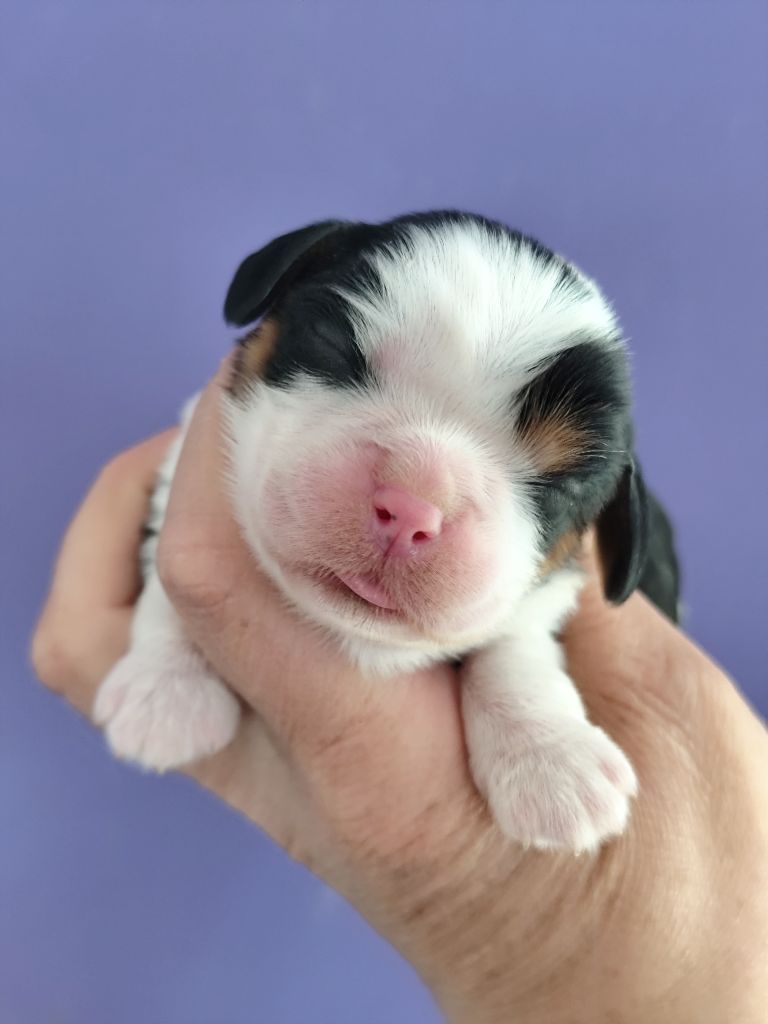 Du Castel Des Petits Coeurs - Chiots disponibles - Cavalier King Charles Spaniel