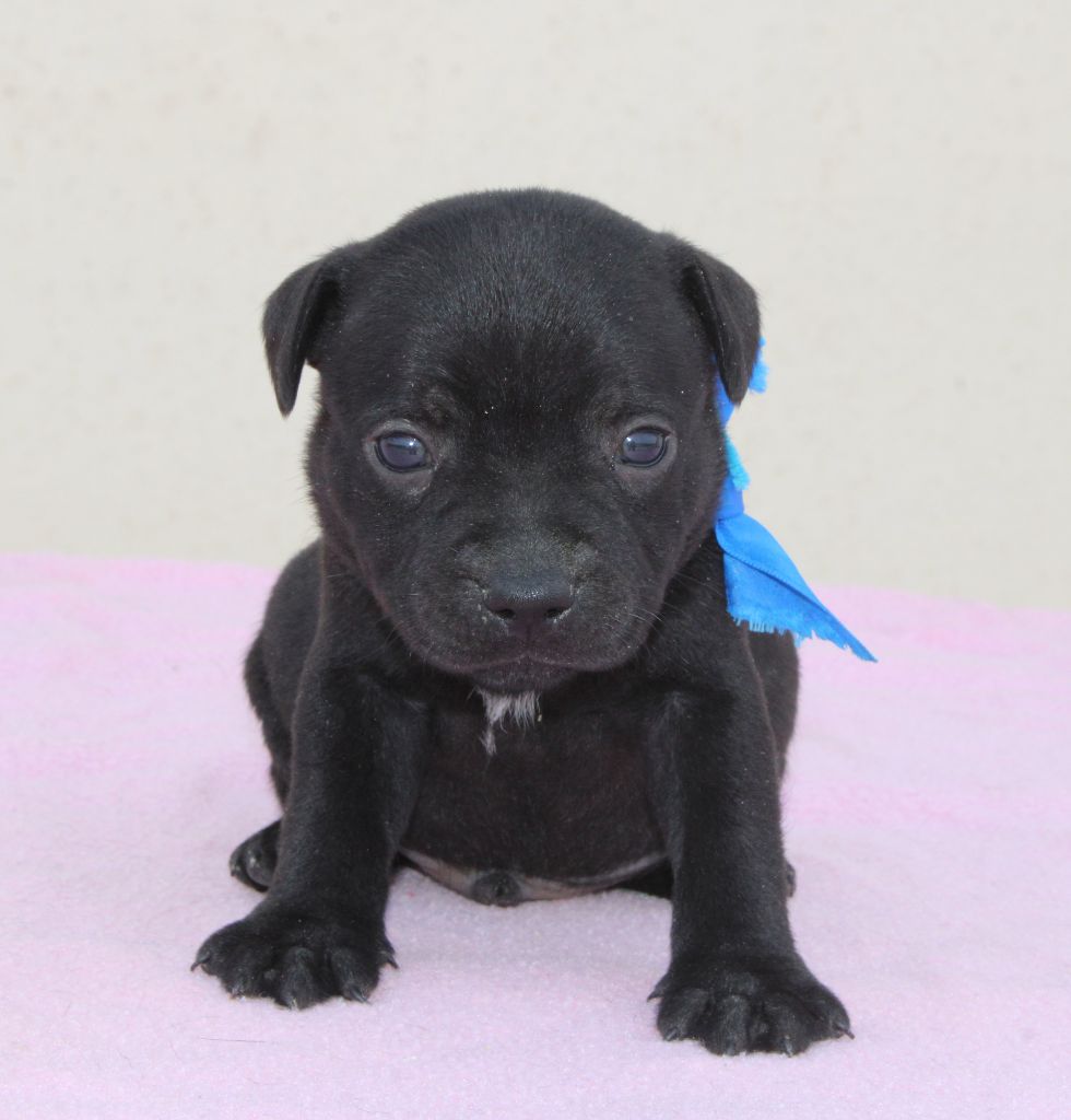 Du Castel Des Petits Coeurs - Chiots disponibles - Staffordshire Bull Terrier