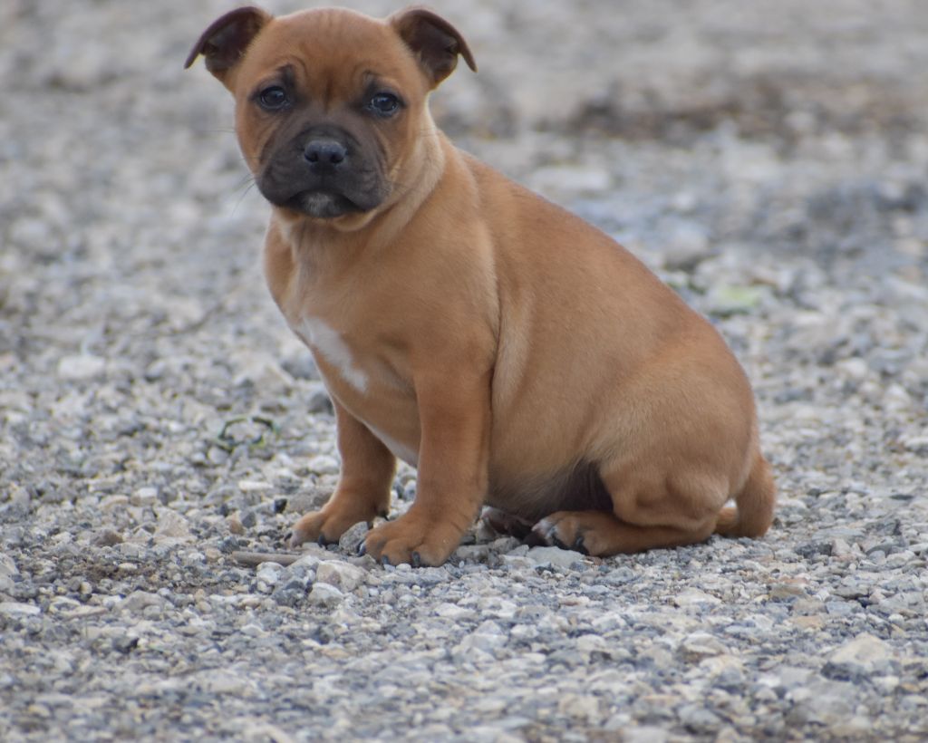 Du Castel Des Petits Coeurs - Staffordshire Bull Terrier - Portée née le 01/10/2021