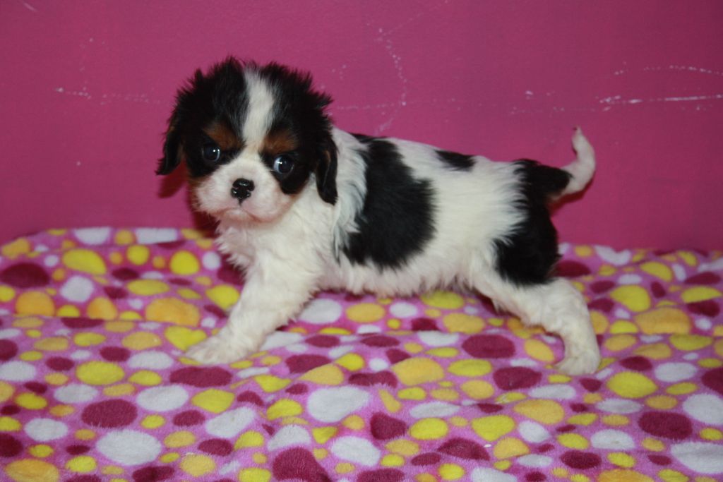 Du Castel Des Petits Coeurs - Cavalier King Charles Spaniel - Portée née le 28/01/2018