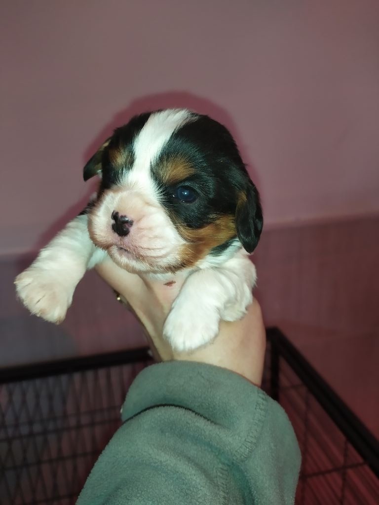 Du Castel Des Petits Coeurs - Cavalier King Charles Spaniel - Portée née le 23/12/2019