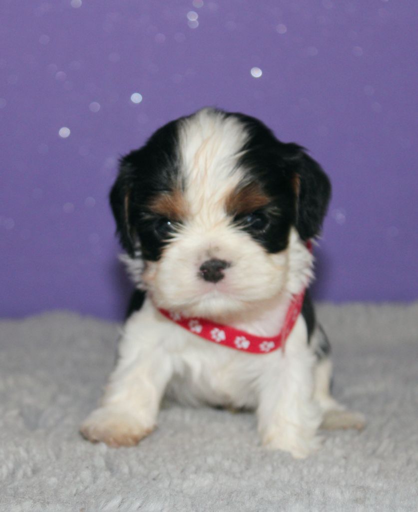 Du Castel Des Petits Coeurs - Chiots disponibles - Cavalier King Charles Spaniel