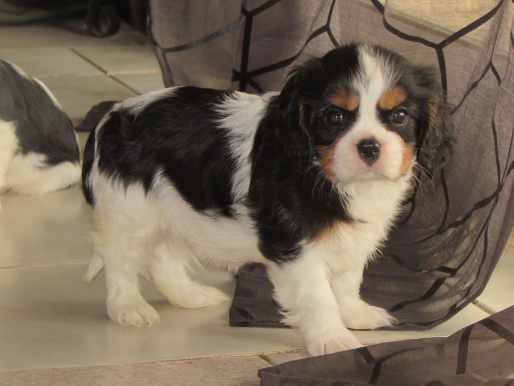 Du Castel Des Petits Coeurs - Cavalier King Charles Spaniel - Portée née le 06/10/2018