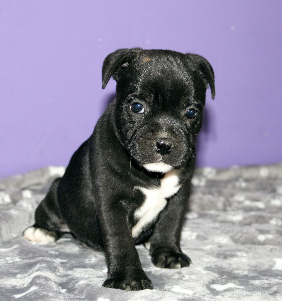 Du Castel Des Petits Coeurs - Chiots disponibles - Staffordshire Bull Terrier