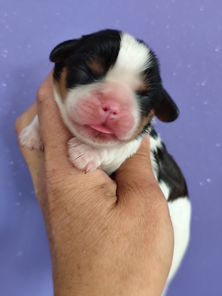 Du Castel Des Petits Coeurs - Chiots disponibles - Cavalier King Charles Spaniel