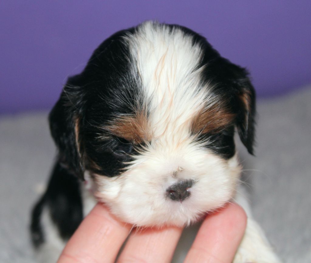 Du Castel Des Petits Coeurs - Chiots disponibles - Cavalier King Charles Spaniel