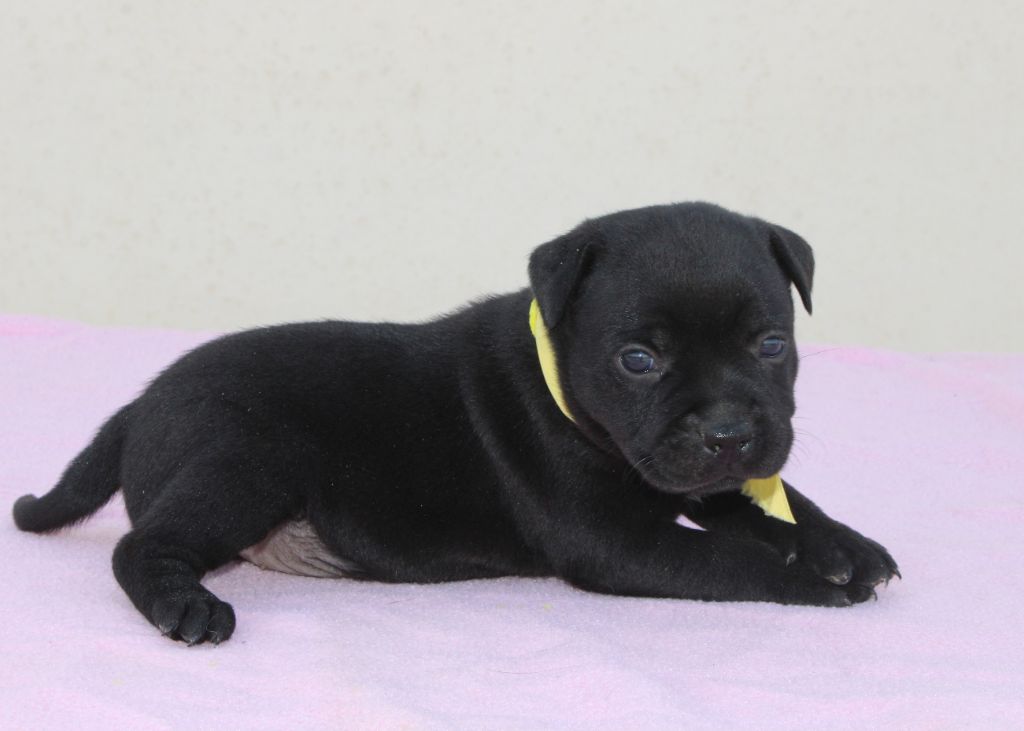 Du Castel Des Petits Coeurs - Chiots disponibles - Staffordshire Bull Terrier