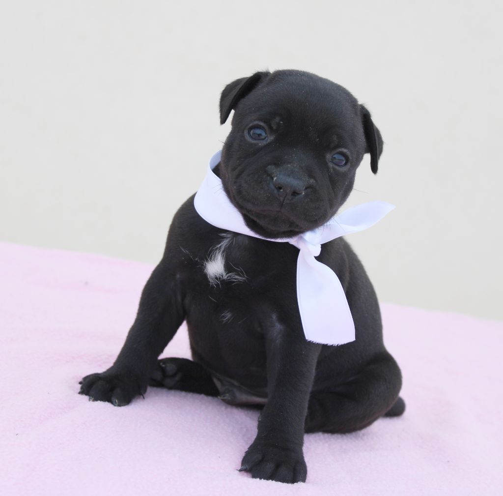 Du Castel Des Petits Coeurs - Chiots disponibles - Staffordshire Bull Terrier
