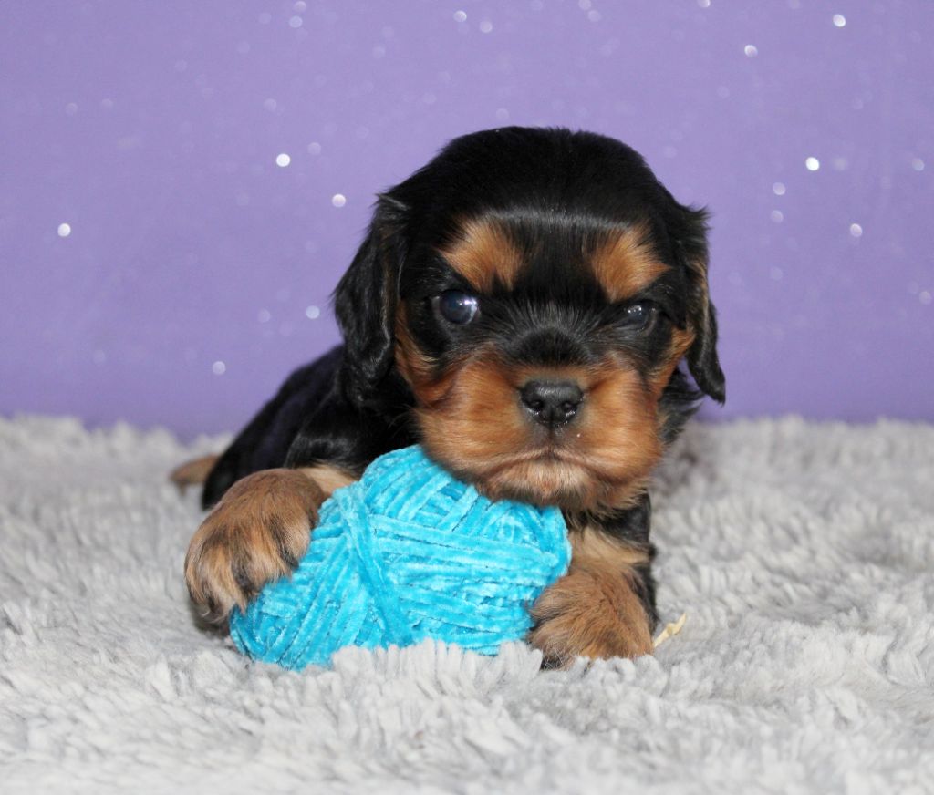 Du Castel Des Petits Coeurs - Cavalier King Charles Spaniel - Portée née le 01/09/2025
