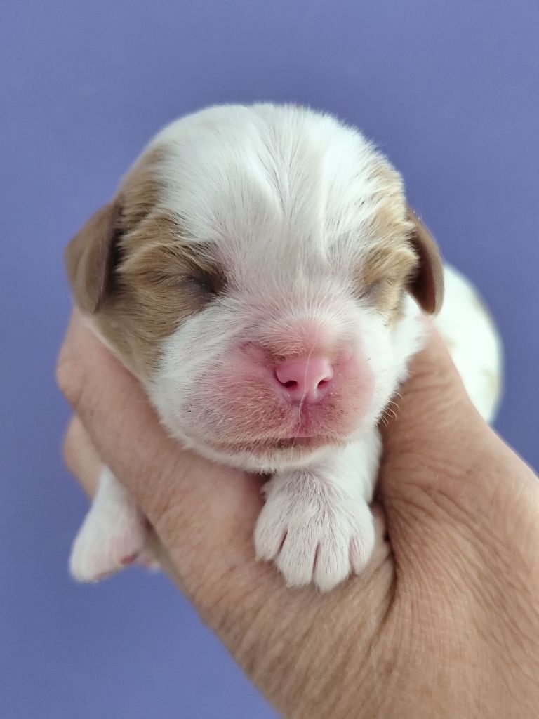 Du Castel Des Petits Coeurs - Chiots disponibles - Cavalier King Charles Spaniel