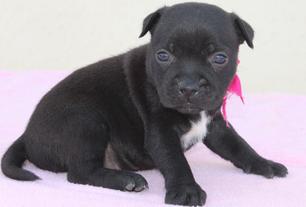 Du Castel Des Petits Coeurs - Chiots disponibles - Staffordshire Bull Terrier