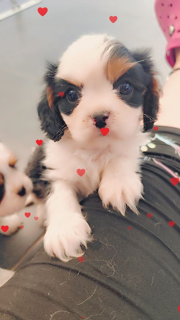 Du Castel Des Petits Coeurs - Chiots disponibles - Cavalier King Charles Spaniel