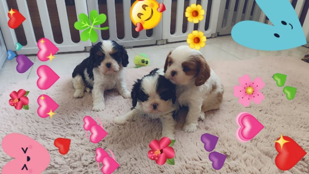 Du Castel Des Petits Coeurs - Chiots disponibles - Cavalier King Charles Spaniel