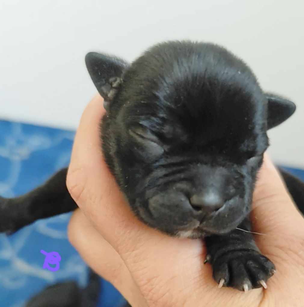 Du Castel Des Petits Coeurs - Chiots disponibles - Staffordshire Bull Terrier