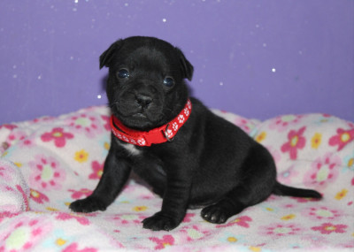 Balou